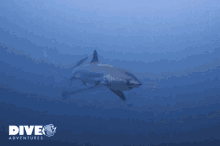 Shark Thresher GIF