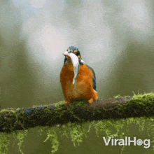 Eating My Meal Kingfisher GIF - Eating My Meal Kingfisher Viralhog GIFs