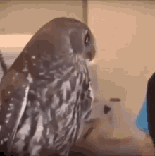Owl Surprised GIF - Owl Surprised GIFs