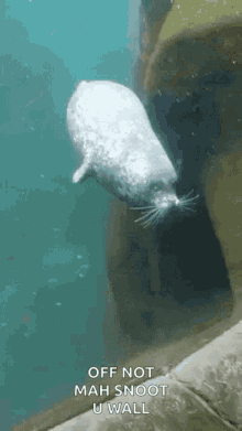 Sea Seal GIF