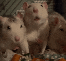 three white mice are eating carrots together in a cage