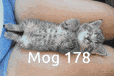 Mog Mogcat GIF - Mog Mogcat Mog 178 GIFs
