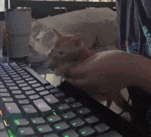 a person playing with a cat on a keyboard with green keys