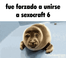 a picture of a seal with the caption fue forzado a unirse a sexocraft 6