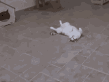 a white cat is laying on its back on the floor .