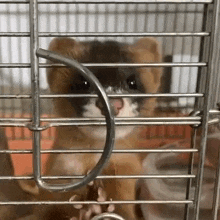 Lick Ferret GIF - Lick Ferret Weasel GIFs