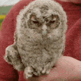 Grumpy Tawny Owl GIF - Grumpy Tawny Owl Robert E Fuller GIFs