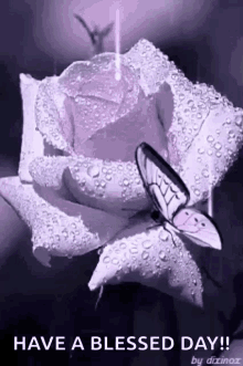 Rose Butterfly GIF - Rose Butterfly Flower GIFs