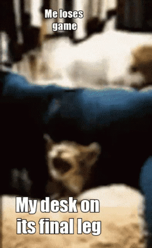 Memes Goofy Ahh Pictures Cat Love GIF - Memes Goofy Ahh Pictures Cat ...