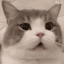 Nataon Dimden GIF - Nataon Dimden Cat GIFs