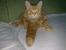 Cat-kitten-speech-bubble-speech-discord-gif-25192162 GIF