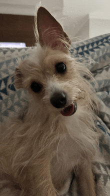 a small brown and white dog laying on a bed with its mouth open