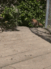 a fox is walking across a wooden deck with the words kikahfox below it