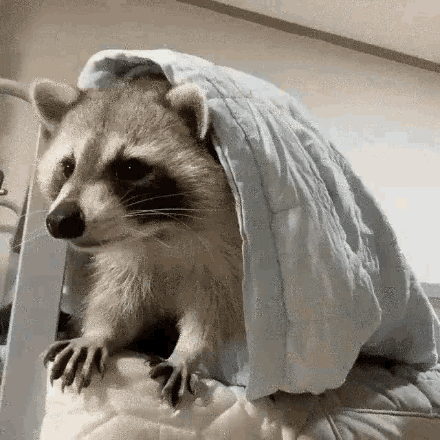 Raccoon in blanket sale