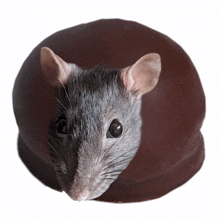 Rat Rats GIF - Rat Rats Tunnocks GIFs