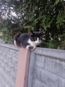 a black and white cat laying on a concrete fence