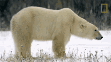 Polar Bear Destination Wild GIF - Polar Bear Destination Wild Bear GIFs
