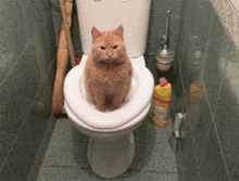 туалет кот GIF