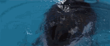 Free Willy GIF - Free Willy Dolphin Wet GIFs