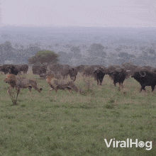 Buffalo Chases Away The Lions Viralhog GIF - Buffalo Chases Away The Lions Buffalo Lion GIFs