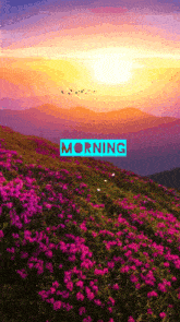 a field of pink flowers with the word morning written in blue