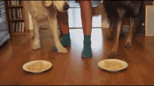 There'S Two Kinds Of Dogs In This World  GIF - Dog Food Spaghetti GIFs