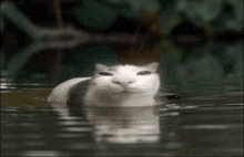 a cat is swimming in a pond with a serious look on its face .