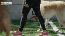 Walking The Dog Out For A Walk GIF