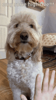 a dog giving a high five to a person with the caption omg rosie high five