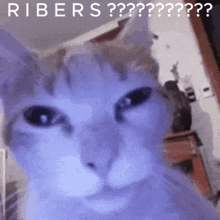 Rivers Ribers GIF - Rivers Ribers Ribs GIFs