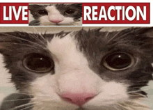 a black and white cat is looking at the camera with a live reaction sign behind it