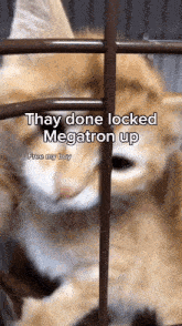 Megatron Cat GIF - Megatron Cat GIFs