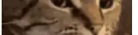 a close up of a cat 's face with a blurry background