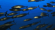 Fish Nature GIF - Fish Nature Ocean GIFs