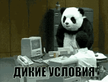 дикие рабочие условия панда крушит офис GIF - Wild Working Environment GIFs