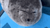 Ponsuke Seal GIF - Ponsuke Seal Ring Seal GIFs