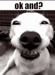 Ok And Ok And Dog GIF - Ok And Ok And Dog Ok And Smiling White Dog GIFs