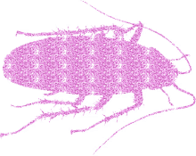 roach pink sparkle glitter bug