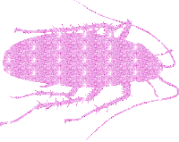 Roach Pink Sticker