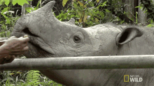 Eating Supporting Puntong The Rhino GIF - Eating Supporting Puntong The Rhino World Rhino Day GIFs
