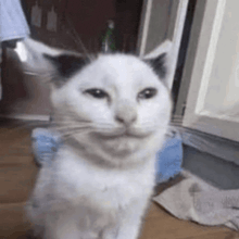 a white cat with black ears is sitting on a wooden floor in front of a window .