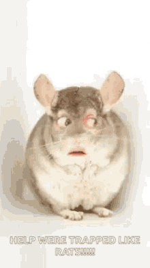 Rat Trapped GIF - Rat Trapped Help GIFs