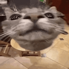 a close up of a cat 's face sitting on a small stool .