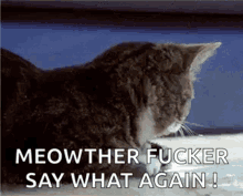 Samuel L Jackson Pulp Fiction GIF - Samuel L Jackson Pulp Fiction Cat GIFs