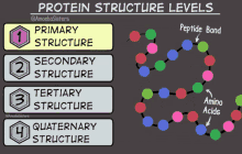 protein structure levels