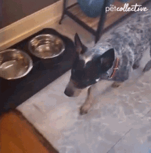 Dog The Pet Collective GIF - Dog The Pet Collective Trash Can GIFs