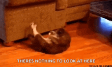 a cat is laying on its back under a couch with the words there 's nothing to look at here above it .