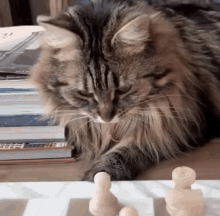 Cat Chess Chess Cat GIF - Cat Chess Chess Cat Cattitude GIFs