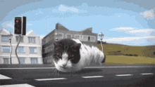 Cat Street GIF - Cat Street GIFs