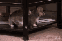 Dogs Puppies GIF - Dogs Puppies Fall GIFs